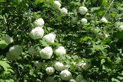 Not a few white flowers in the leafage of Viburnum opulus roseum in mid May