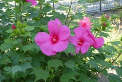 Vibrant pink flowers in the leafage of Hibiscus moscheutos in August