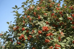 Orange berries in the leafage of Sorbus aria against blue sky in September