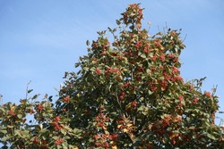 Plenty of red berries in the leafage of Sorbus aria against blue sky in mid October