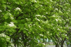Numerous white flowers in the leafage of European rowan tree in May