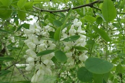 Inflorescences  in the leafage of Robinia pseudoacacia in May