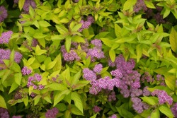 Great number of pink flowers and buds in the leafage of Spiraea japonica in mid June