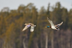 Ducks fly in nature