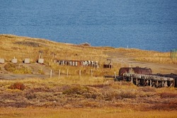 Metal debris in the tundra on the background of the autumn landscape and the blue sea on a bright sunny day. Rusty barrels, cars and scrap. Pollution of the nature of the Arctic. Ecological problems