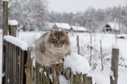 First snow. The cat sits on the fence in winter. The village cat sits in the snow on the fence. Snowing. A hungry cat is waiting for its owner in the country. Abandoned cat in a country house