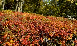 Ornamental shrub - cotoneaster brilliant. Colorful cotoneaster bushes in the fall. Leaves are bright, yellow-red and orange-crimson