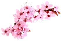 Cherry blossoms, pink spring flowers.