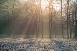 Sun rays shines through the trees on a cold misty winter morning with fog.