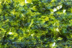 Dry alga  background and texture
