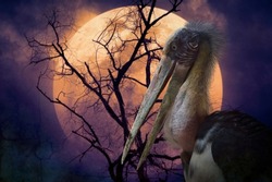 Lesser adjutant stork bird standing over dead tree, full moon and spooky cloudy sky, Halloween mystery concept