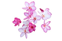 group of plumeria flower isolated on white background