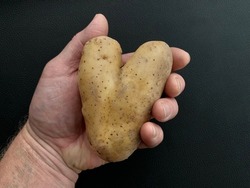 Potato in the shape of a heart. Potato fruits of an unusual shape. Vegetables isolated on black background. Concept: love potatoes.