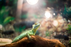 A green reptile similar to an iguana with yellow eyes lies on a brown dry branch and is heated under an electric lamp in an aquarium against a green background