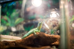 A green reptile similar to an iguana with yellow eyes lies on a brown dry branch and is heated under an electric lamp, lifting its head upwards, in an aquarium against a green background