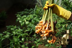Harvest turmeric in the morning    