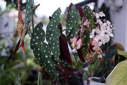 Polka dot begonias have unique silver spots on bright green leaves with red undersides.                     