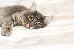 Sad sick young gray cat lies on a white fluffy blanket in a veterinary clinic for pets. Depressed illness, suppressed by the disease animal looks at the camera. Feline health background, copy space.