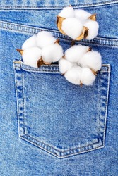 White Fluffy Cotton Flower In Blue Jeans Pocket, Denim Vertical Background with Copy Space, Fashionable Casual Comfortable Clothing, Natural Organic Fabric Recycling, Environment.