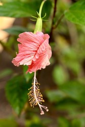 Twirling petals of a pink hibiscus flower.