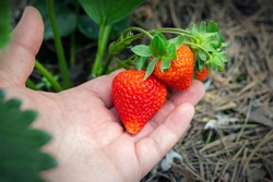 Close-up farmer hand holding growing organic natural ripe red strawberry checking ripeness for picking hatvest. Tasty juice healthy berries plantation. Agricultural plant food business