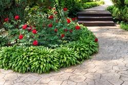Beautiful flowerbed with blossoming red roses bushes and hosta flowers and juniper green coniferous bush against coniferous thuja on background and paved path in garden outdoors. Spring nature bloom