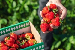 Close-up detail vie farmers hand hold show ripe red fresh sweet big tasty strawberry against box farm field. Seasonal work job offer picking harvest berries at agricultural industry farm greenhouse