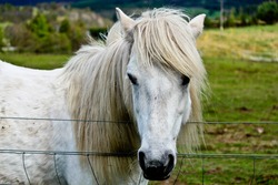White Horse in the wild..