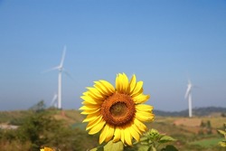 Sunflower on  field against blue bright vibrance sky background on sunny day in summer. and background is windmill.