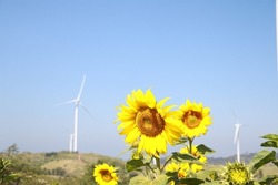 Sunflower on  field against blue bright vibrance sky background on sunny day in summer. and background is windmill.