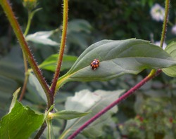 Changeable ladybug on a leaf of Jerusalem artichoke plant.                             