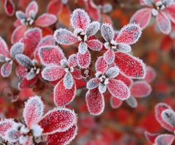 Frozen azalea with red leaves The first frosts, cold weather, frozen water, frost and hoarfrost. Macro shot. Early winter. Blurred background.