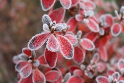 Frozen azalea with red leaves. The first frosts, cold weather, frozen water, frost, and hoarfrost. Macro shot. Early winter. Blurred background.   