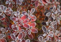 Frozen azalea with red leaves. The first frosts, cold weather, frozen water, frost, and hoarfrost. Macro shot. Early winter. Blurred background.                       