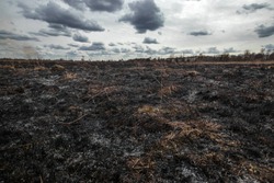 Scorched earth, spring fires. A field with burnt grass. The destruction of insects.