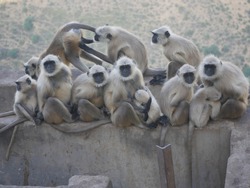 Monkey Troop. Family of Indian langur black monkeys resting and grooming