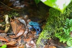 Poison dart frog also known as poison arrow frog