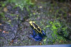 Poison dart frog also known as poison arrow frog