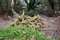 golden rat tail cactus or Cleistocactus winteri is a succulent of the family Cactaceae growing in garden