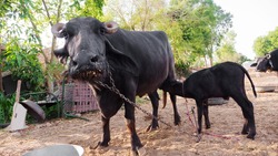 Buffalo and Calf Feeding in Indian small village farm