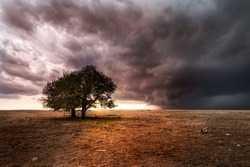 A pair of trees on the great plains during a sever thunderstorm. The sun is setting behind the storm on the horizon. The landscape is barren and dry. 