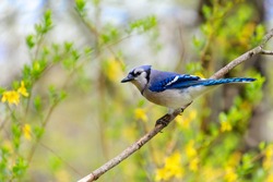A beautiful blue jay bird perched on a branch with early spring greenery and flowers in the background