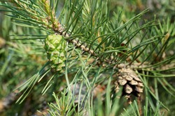 Young pine cone on the background of the old. The idea of a change of generations.