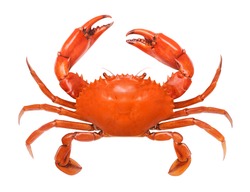 Crab isolated on white background. Fresh seafood. Serrated mud crab.