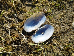 riverside shells. sea shells and broken open big shells. animal food. wild animals. wild food. leftover shell after animal had a snack. sandy shore beside the riverbank. Ontario wildlife. tiny shells.