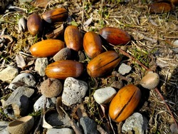 Acorns and Fallen Nuts, Nature Macro Photography. Wildlife has been chewing on the acorns. Small debris leftover from winter. Acorns breaking apart to grow Beautiful rich brown colors and bright grass