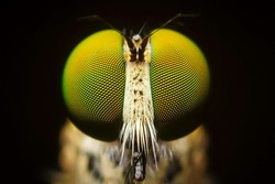 Macro shot. The Calliphoridae (commonly known as blow fly, carrion fly, bluebottle, greenbottle, or cluster fly) are a family of insects in the order Diptera.Showing of eyes detail.Insect life concept