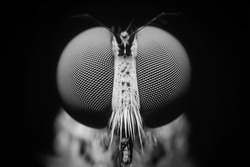 Macro shot. The Calliphoridae (commonly known as blow fly, carrion fly, bluebottle, greenbottle, or cluster fly) are a family of insects Diptera in Black and white. Showing of eyes detail insect life.