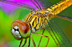 Macro shots, Beautiful nature scene dragonfly. Showing of eyes and wings detail. Dragon fly in the nature habitat using as a background or wallpaper.The concept for writing an article. 
