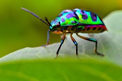 Jewel bug (Chrysocoris stollii) Beetle, Shield bug which belong to the Scutelleridae family and are actually true bug.They are often brilliantly colored, exhibiting a wide range of iridescent metallic